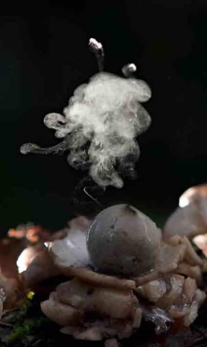 can you smoke shrooms