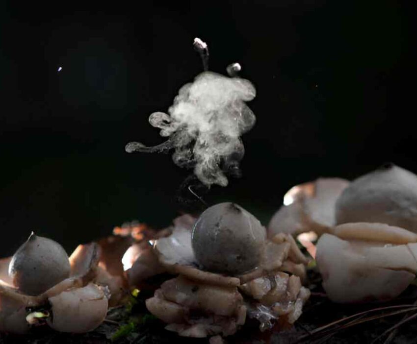 can you smoke shrooms